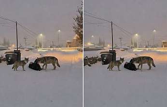 Diyadin'de karla kaplı sokakta kurtlar görüntülendi