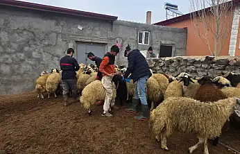 Doğubayazıt'ta küçükbaş hayvanlar kayıt altına alınıyor