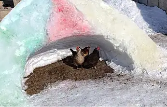 Dondurucu soğukta kar tünelleri hayvanlara sığınak oldu