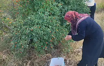 Erzincan'dan Ağrı'ya taşıdığı kuşburnu geleneğini ailesine sevdirdi