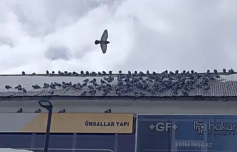Eski Van Caddesi'nde karlar eridi, güvercinler yeniden görüldü