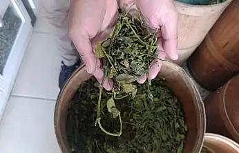 Kanser vakalarının yüksek olduğu Ağrı'da doğal ürünlere yönelim arttı