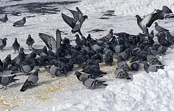 Karlı sabahın sessiz misafirleri esnafı bekledi
