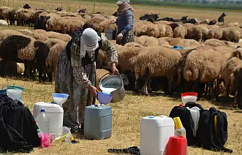 Muş'ta berivanlar geçim için her gün 20 kilometre yol kat ediyorlar