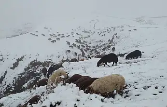 Özveren Köyü'nde hayvancılar karla kaplanan arazide sabah mesaisine çıktı