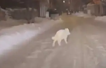 Patnos'a inen kurt endişe yarattı