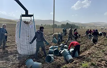 Patnos'ta 450 dönümden 1.500 ton patates bekleniyor