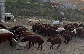Patnos'ta besicinin sonbahar mesaisi başladı