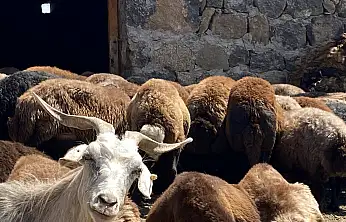 Patnos'ta gün doğmadan sağım mesaisi başlıyor