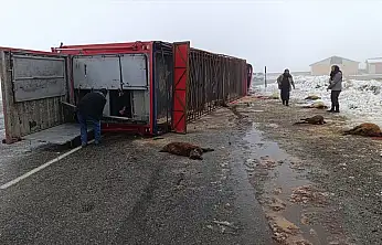 Patnos'ta hayvan yüklü tır kontrolden çıktı