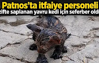Patnos'ta itfaiye personeli zifte saplanan yavru kedi için seferber oldu