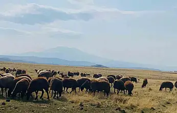 Patnos'ta kar gelmedi, meralar açık kaldı