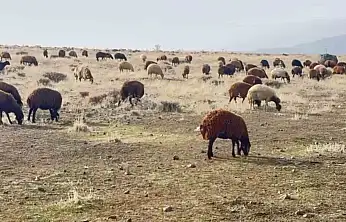 Patnos'ta kar yağmaması, çiftçilerin işini kolaylaştırdı