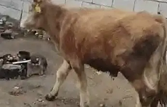 Patnos'ta kaybolan tosunu her yerde arıyorlar