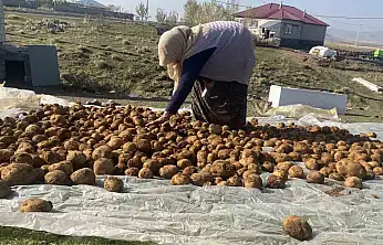 Patnos'ta kış hazırlığı: Patatesler toprağın altına emanet ediliyor