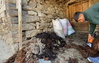Patnos'ta koyunlarda kırkım mesaisi başladı