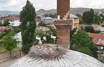 Patnos'ta leylekler bu yıl geç geldi: Temmuzda yuvalarına döndüler
