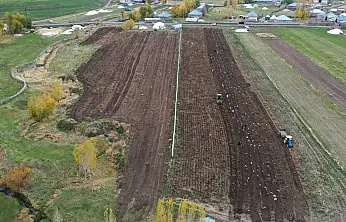 Patnos'ta mor patates bereketi: Çiftçiler kar yağmadan hasada hız verdi