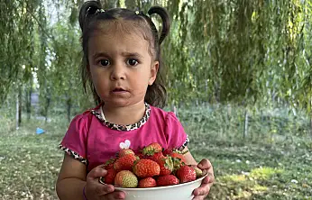 Patnos'ta tarlalar çilekle renklendi: Hedef 15 ton ürün