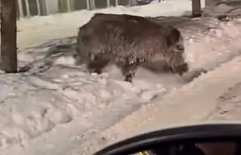 Patnos'ta yaban domuzları caddeye indi