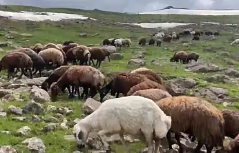 Patnos'ta yaz ortasında kış sürprizi: Çakırbey Yaylası'nda kar hâlâ erimedi