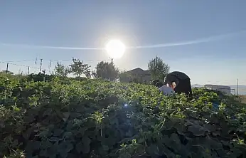 Patnos'ta yazın bereketi kış sofralarına taşınıyor