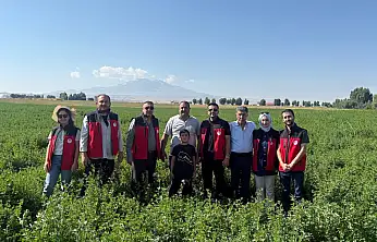 Patnos'ta yonca üretiminde verim arttı: Yılda üç kez biçiliyor