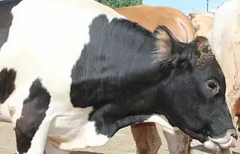 Şap Hastalığı Doğu'da Yayılıyor: Ağrı'da üretici tedirgin