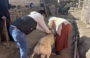 Son tarih yaklaşıyor: Mikroçip uygulamasında Doğubayazıt'ta yoğun mesai