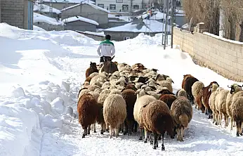 Taşlıçay'da besiciler hayvanlarını kar üstünde besliyor