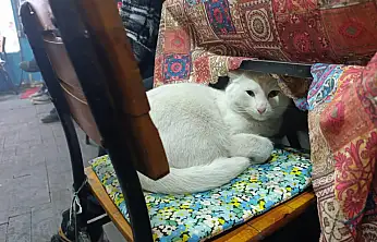 Van Kedisi Boncuk, Ağrı'daki kahvehaneye renk katıyor