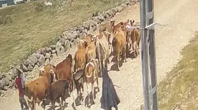 Ağrı'da çalınan 22 büyükbaş hayvandan 15'i Doğubayazıt'ta bulundu
