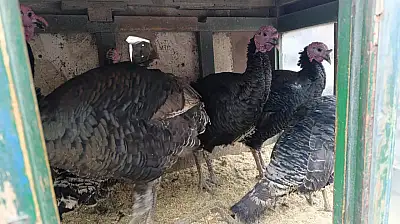 Ağrı'da canlı hindi geleneği yıllardır değişmiyor