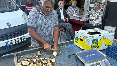 Ağrı'da hastaların peşine düştüğü kök dağlardan toplanıyor