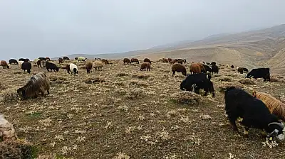 Ağrı'da kar yağışı gecikirken köylüler meralardan faydalanıyor