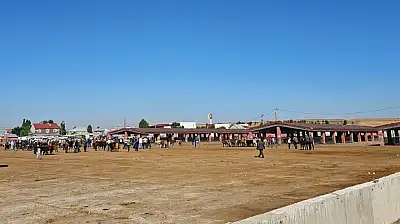 Ağrı'da şap alarmı! Hayvan Borsası 30 gün kapatıldı