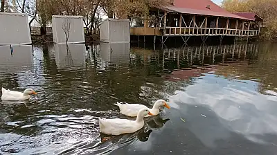Ağrı'da sonbahar havası, nehir üstünde ördeklerle renklendi