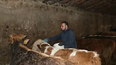 Ağrı'da Uzman Eller Projesi, Dursun'un hayvancılık hayalini gerçeğe dönüştürdü