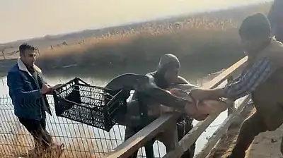 Ağrı Dağı eteklerinde balık adamın sıra dışı avı görenleri şaşırttı