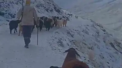 Ağrı'nın ilçelerinde hayvanlarını otlatmaya çıkaran köylüler tipiye yakalandı