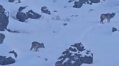 Ağrı–Van karayolunda kurtlar yola indi