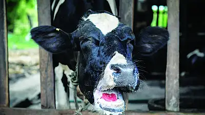 Ağrı ve Kars'ta şap alarmı! Hayvan yetiştiricilerine kritik uyarı