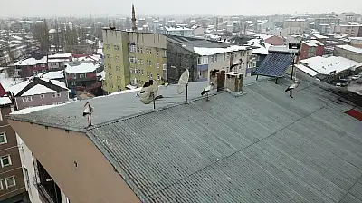 Ağrı'ya kış ortasında gelen leylekler şaşırttı