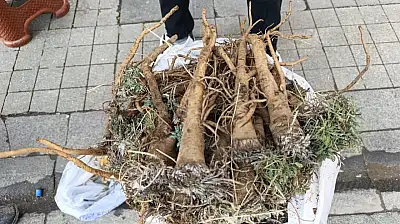 Aladağ'dan toplanan yabani havuç kökü Ağrı'da ilgi görüyor