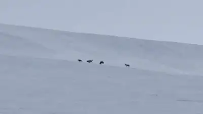Diyadin'de kar altında kurt sürüsü kameralara yansıdı