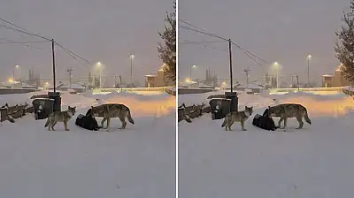 Diyadin'de karla kaplı sokakta kurtlar görüntülendi