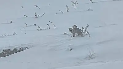 Diyadin'in karlı doğasında sessiz misafir