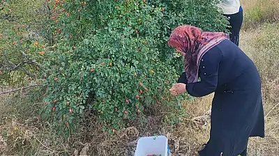 Erzincan'dan Ağrı'ya taşıdığı kuşburnu geleneğini ailesine sevdirdi