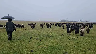 Muş'ta mevsim normalleri üzerindeki sıcaklık besicilere yaradı, saman tasarrufu sağladılar