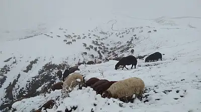 Özveren Köyü'nde hayvancılar karla kaplanan arazide sabah mesaisine çıktı